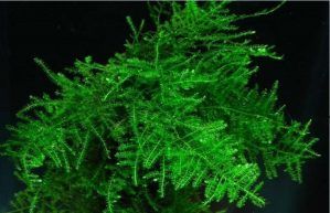 Planta acvariu Christmas Moss ( Vesicularia dubyana )