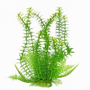Plante acvatice artificiale decor Egeria 26 cm, plante ornamentale artificiale premium, plante artificiale verzi naturale, plante acvariu rezistente ideale pentru acvariu comunitar, baza ceramica, montaj instant, culoare durabila, efect tropical, fotografie HD produs.
