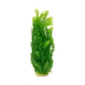 Plante acvariu de fundal Ceratophyllum 50 cm