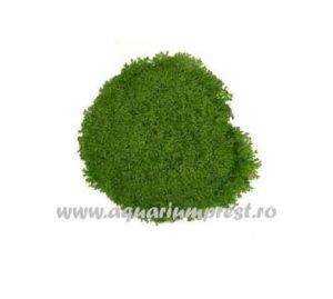 Planta acvatica Riccia fluitans