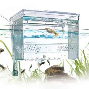 Maternitate acvariu externa LG montata pe acvariu, cu femela si pui separati