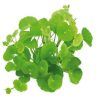 Plante de acvariu