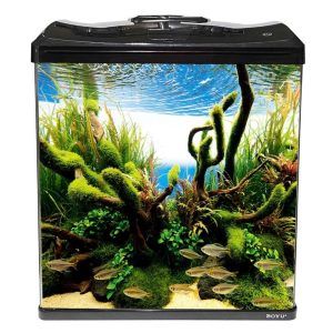 Acest model de acvariu acvariu Boyu 108 litri negru LED este “Cireasa de pe tort” din gama de acvarii de vanzare ieftine, complet echipate si de o buna calitate. Un acvariu deosebit foarte apreciat de catre clientii nostri. Acvariile din seria Boyu EC-600 sunt realizate cu bun gust si numai din materiale de calitate tocmai pentru a satisface cele mai inalte exigente ale cumparatorilor. Acest model de acvariu Boyu EC-600H are un volum de 108 litri si este “Cireasa de pe tort” din gama de acvarii de vanzare ieftine si de o buna calitate. Aceste acvarii complet echipate din punct de vedere al filtrarii si iluminatului au un aspect spectaculos, panoramic, realizat impecabil. Acvariile din seria Boyu EC-600 sunt realizate cu bun gust si numai din materiale de calitate tocmai pentru a satisface cele mai inalte exigente ale cumparatorilor. Sticla ultraclara din care este confectionat acvariul are o grosime de 6mm. Colturile frontale ale acvariului sunt realizate din geam indoit dand un plus de vizibilitate acvariului. Acvariul are sistem de iluminare LED si si sistem de filtrare cu filtru on top. Filtrele on-top sunt binecunoscute pentru eficienta lor si sunt foarte utile deoarece nu ocupa spatiu in interiorul acvariului. Sistemul de iluminare LED este foarte eficient si foarte economic. Consumul de energie electrica este de numai 10 W iar lumina emisa este o lumina calda, un specru placut ochiului si potrivit pentru a obtine un acvariu plantat. Caracteristici: •Acvariu dotat cu dispozitiv de iluminare LED complet etanș și izolant împotriva apei, eficiență luminoasă ridicată, economie de energie electrică și durată lungă de viață. •Smart touch inteligent ce permite reglarea culorii de iluminare a acvariului. •Sistem de filtrare intern On-Top. •Design de sticlă curbată dintr-o singură bucată a geamului frontal cu cele două fețe laterale. •Design inovator, aspect elegant și practic Culoare: Negru Dimensiuni: Aprox. Approx. 60 x 30 x 76 cm ( L x W x H ) Capacitate: Aprox. 108 Litri Cod produs: EC-600H-BLACK