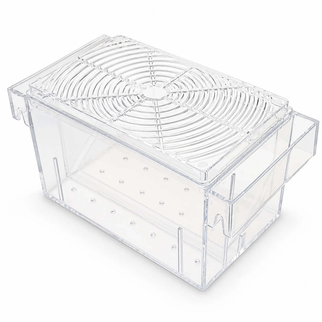 Maternitate pesti vivipari in V Boyu 16 cm 6 Maternitate Boyu din plastic transparent vazuta din lateral si de sus