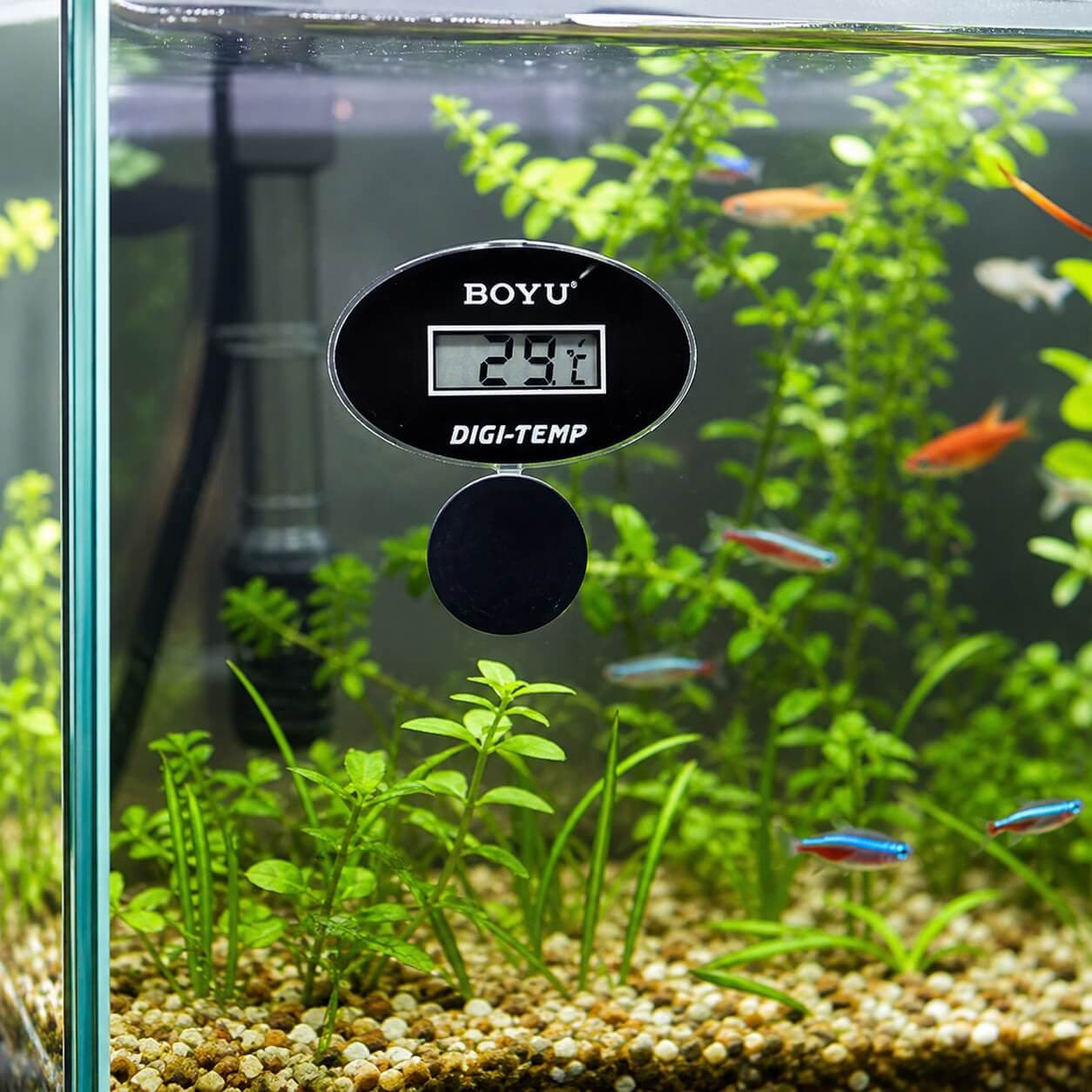 Termometru acvariu electronic Boyu, submersibil pentru apa 3 Termometru apa submersibil Boyu BT-10 montat pe geamul unui acvariu plantat