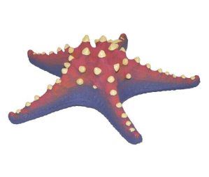 Decor acvariu stea de mare rosie - un accesoriu vibrant ce adauga un plus de culoare si naturalete acvariului tau. Realizat din materiale sigure, acest element face parte din gama de decoruri acvarii ieftine, fiind ideal pentru orice tip de habitat acvatic. Descopera cele mai frumoase decoratiuni acvarii!