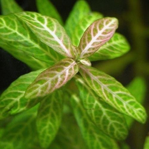 Planta de acvariu Hygrophila polysperma Rosanervig 2 Planta de acvariu Hygrophila polysperma Rosanervig