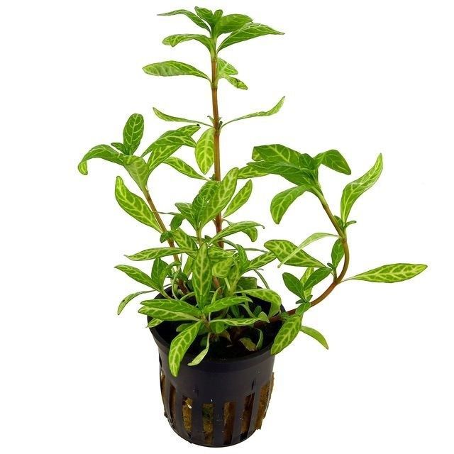 Planta de acvariu Hygrophila polysperma Rosanervig 1 Planta de acvariu Hygrophila polysperma Rosanervig