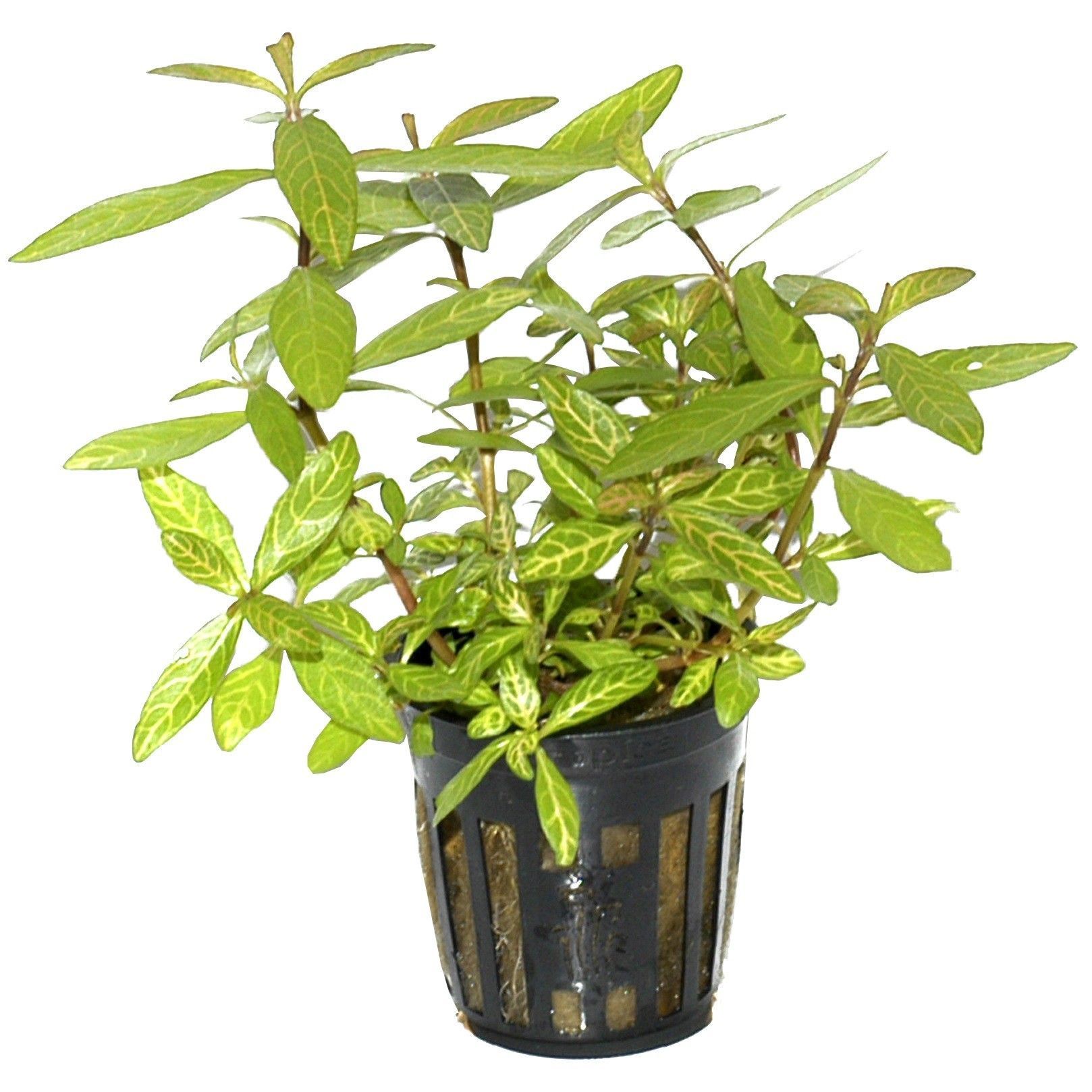 Planta de acvariu Hygrophila polysperma Rosanervig 3 Planta de acvariu Hygrophila polysperma Rosanervig