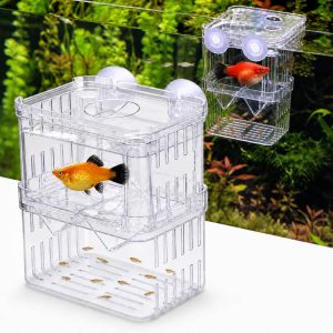 Maternitate vivipari transparenta cu femela Platy si pui separati, prezentata montata intr-un acvariu plantat