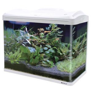 Acvariu alb 66 litri panoramic touch LED filtrare on top, perfect pentru orice model acvarii. Descopera acvarii de vanzare online! Acvariu alb 66 litri panoramic touch LED filtrare on top – Eleganta si functionalitate Acvariul alb 66 litri panoramic touch LED filtrare on top este alegerea ideala pentru pasionatii de acvarii, oferind un design modern si performanta de top. Acest model de acvariu alb se remarca prin tehnologia avansata si estetica rafinata, fiind un punct de atractie in orice incapere. Caracteristici: Acvariu alb 66 litri panoramic touch LED filtrare on top: Acvariul este echipat cu un sistem de iluminare LED cu lumina compozita si touch control, permitand ajustarea intensitatii si culorii luminii printr-o simpla atingere. Model acvarii inovator: Designul de sticla curbată dintr-o singura bucata, cu geam frontal si laterale din sticla de 6 mm grosime, asigura o vizibilitate excelenta si un aspect elegant. Filtrare on top eficienta: Sistemul de filtrare intern on-top economiseste spatiu si ofera o curatare eficienta, mentinand apa clara si sanatoasa pentru pesti. Dimensiuni: Exterioare: Aproximativ 60 x 30 x 50 cm (L x l x H) Interioare: Aproximativ 58,5 x 28,5 x 40 cm (L x l x H) Volum total: 66 litri Beneficii: Economie de energie: Sistemul de iluminare LED consuma doar 10W, oferind o lumina calda si placuta, ideala pentru acvarii plantate. Accesibilitate: Smart touch inteligent pentru reglarea culorii si intensitatii luminii, facilitand personalizarea ambientului acvariului. Transport gratuit: Disponibil in oferta acvarii de vanzare online, cu livrare rapida prin curier si fara costuri suplimentare. Oferta valabila pentru livrare in localitatile din reteaua FAN Courier. Acvariul alb 66 litri panoramic touch LED filtrare on top este unul dintre cele mai apreciate modele de acvarii, fiind perfect pentru orice decor. Descopera gama noastra de acvarii online si alege un acvariu alb elegant, care combina estetica moderna cu tehnologia avansata. ​ Ideal pentru orice pasionat de acvarii, acest model se integreaza perfect in orice mediu, aducand un plus de frumusete si functionalitate casei sau biroului tau