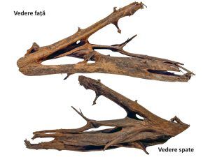Lemn acvariu Mangrove Drift Wood urias XXL25