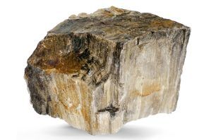 Pietre naturale acvariu Myanmar Petrified Wood per bucata model PW01