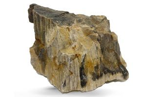 Pietre naturale acvariu Myanmar Petrified Wood per bucata model PW02