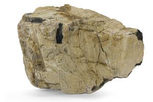 Pietre naturale acvariu Myanmar Petrified Wood per bucata model PW04