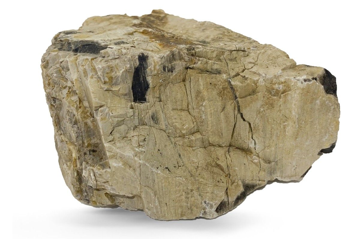 Pietre naturale acvariu Myanmar Petrified Wood per bucata model PW04 1 Pietre naturale acvariu Myanmar Petrified Wood per bucata model PW04