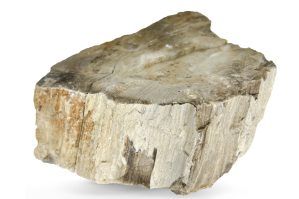 Pietre naturale acvariu Myanmar Petrified Wood per bucata model PW08