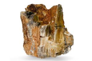 Pietre naturale acvariu Myanmar Petrified Wood per bucata model PW10