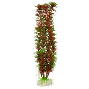 Planta artificiala acvariu rosie cu inaltimea de 50 cm. O excelenta planta de acvariu rosie menita sa dea culoare acvariului. Aceasta planta artificiala poate fi introdusa in aproape orice acvariu si constituie un bun ascunzis pentru multe specii de pesti exotici. Planta plastic Red Cabomba 50 cm. O planta artificiala pentru acvariu deosebita. Pigment de rosu intens combinat cu verde. Se poate amplasa in orice acvariu. Dimensiune: 50 cm. Decor pentru pentru acvarii de apa dulce. Confectionata din material plastic. Baza din ceramica va pastra planta in acvariu mereu in pozitie verticala si va putea fi plantata cu usurinta in substrat.