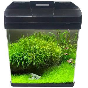 Acvariu mic cu filtru 23L X 16l X 27,5H (cm) Acvariu din sticla clara cu marginile frontale rotunjite. Acvariu cu capac, filtru si iluminare LED pentru un consum scazut de energie electrica si un iluminat eficient. Dimensiunile exterioare ale acvariului sunt: 23 cm (Lungime) x 16 cm (latime) x 27,5 cm (înălțime). Rezulta un volum total de 10,12 litri. Dimensiunile interioare ale acvariului: 22,2 cm (Lungime) x 15 cm (latime) x 21,9 cm (înălțime) rezultand un volum real de 7,29 litri. Grosime geam: 4mm. Acvariu iluminare LED gata de a fi pus in functiune dotat cu un sistem de iluminare 7 X LED (4 X daylight + 3 bluelight) face acest tip de acvariu unul din cele mai luminoase întâlnite la acvariile de aceste dimensiuni. Intrerupator ON/OFF pe cablul de alimentare al sistemului de iluminare. Acvariu cu filtru: sistem de filtrare on top 2,5W cu un debit de filtrare de 180 l/oră și material filtrant din pâslă filtrare bio-mecanică inclus. Datorită dimensiunilor reduse se poate amplasa aproape oriunde. Acvariu sticla ce are geamul frontal si cele doua laterale formate din aceasi bucata de sticla. Culoare: negru. Acvariu mic cu filtru si iluminare LED – 10,12 Litri Transforma-ti casa intr-un spatiu relaxant cu acvariul nostru mic complet! Caracteristici: Volum total: 10.12 litri. Dimensiuni exterioare: 23 cm (L) x 16 cm (l) x 27.5 cm (H). Dimensiuni interioare: 22.2 cm (L) x 15 cm (l) x 21.9 cm (H). Grosime geam: 4mm. Sistem de iluminare LED: 7 LED (4 daylight + 3 bluelight). Intrerupator ON/OFF: Pe cablul de alimentare. Sistem de filtrare: On top 2.5W, debit 180 l/h. Material filtrant: Pasla filtrare bio-mecanica inclusa. Culoare: Negru Beneficii: Solutie completa: Acvariu, filtru, iluminare incluse. Usor de instalat si intretinut: Ideal pentru incepatori. Dimensiuni compacte: Perfect pentru spatii mici. Iluminare LED eficienta: Consum redus de energie. Sistem de filtrare performant: Apa curata si sanatoasa. Geam clar: Vizibilitate excelenta. Colturi rotunjite: Aspect elegant si modern. Cui se adreseaza: Incepatori in acvaristica: O solutie simpla si accesibila. Proprietari de apartamente si spatii mici: Un acvariu compact care se integreaza perfect in orice decor. Pasionati de plante acvatice: Iluminarea LED favorizeaza cresterea plantelor.