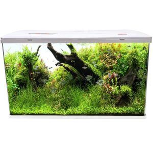 Acvariu mare din sticla 127 l alb, acvariu iluminare led. Un acvariu cu filtru pentru cine doreste acvariu mare, sticla clara si sistem de filtrare eficient. Acvariu mare din sticla 127 l alb LED cu filtru Acvariu 127 litri alb LED, un acvariu mare si elegant, perfect pentru pasionatii de acvaristica. Acest acvariu cu filtru si iluminare LED ofera un habitat ideal pentru pestii si plantele dumneavoastra acvatice. Caracteristici: Volum total: 159,6 litri Volum real: 127 litri Dimensiuni exterioare: 78,7 cm (L) x 33,8 cm (l) x 60 cm (H) Dimensiuni interioare: 76 cm (L) x 31,3 cm (l) x 53,4 cm (H) Grosime geam: 6 mm Sistem de iluminare LED: 20 LED-uri (10 albe si 10 albastre) Intrerupator ON/OFF: Pe cablul de alimentare Sistem de filtrare: On-top 15W, debit 1000 l/h Material filtrant: Inclus Culoare: Alb Capac: ABS de buna calitate, culoare alba Geam: Clar, cu muchii frontale rotunjite Beneficii: Solutie completa: Acvariu sticla mare cu filtru si iluminare incluse Usor de instalat si intretinut: Ideal pentru incepatori si avansati deopotriva Capacitate generoasa: Perfect pentru o mare varietate de specii de pesti si plante Sistem de filtrare eficient: Apa curata si sanatoasa Iluminare LED eficienta: Consum redus de energie Geam ultraclar: Vizibilitate excelenta Colturi rotunjite: Aspect elegant si modern Capac alb: Design elegant si armonios Orificii pentru cabluri: Intretinere usoara, un acvariu practic Potrivit pentru filtru extern: Optiuni de filtrare avansate Cui se adreseaza: ​ Incepatori in acvaristica: O solutie simpla si accesibila Avansati in acvaristica: Creeaza aquascape-uri uimitoare in acest acvariu generos Pasionati de plante acvatice: Iluminarea LED favorizeaza cresterea plantelor Cei care doresc un acvariu elegant: Designul modern si rafinat se potriveste in orice casa sau birou Acvariu din sticla cu capac confectionat din plastic ABS de buna calitate de culoare alba ce are in partea din spate orificii pentru trecerea cablurilor electrice prin spatele acvariului si a furtunelor unui eventual filtru extern ce poate fi montat cu usurinta pe acest model de acvariu. Geam clar cu muchiile frontale rotunjite astfel ca fata acvaiului si lateralele sunt din acceasi bucata de sticla. Acest acvariu 127 litri alb LED este perfect pentru cei care doresc un acvariu mare si de calitate, cu toate componentele necesare pentru a crea un mediu acvatic sanatos si estetic. Cu un sistem de filtrare eficient si iluminare LED moderna, acest acvariu va deveni punctul focal al oricarei incaperi.