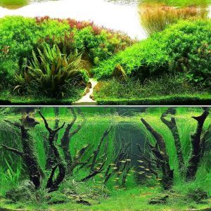 Fundal acvariu fata-verso de 100x40 cm cu design natural vibrant, ideal pentru acvarii de dimensiuni medii. Fundal acvariu natural cu peisaj realist si fundal acvariu clasic, usor de montat si de schimbat in functie de decor.