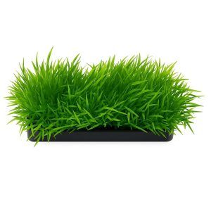 Gazon de acvariu ideal pentru decor natural fara intretinere. Planta decorativa artificiala perfecta pentru fundal, cu aspect realist. Plante artificiale compacte si iarba artificiala acvariu rezistenta, sigura pentru pesti si usor de montat in orice setup.