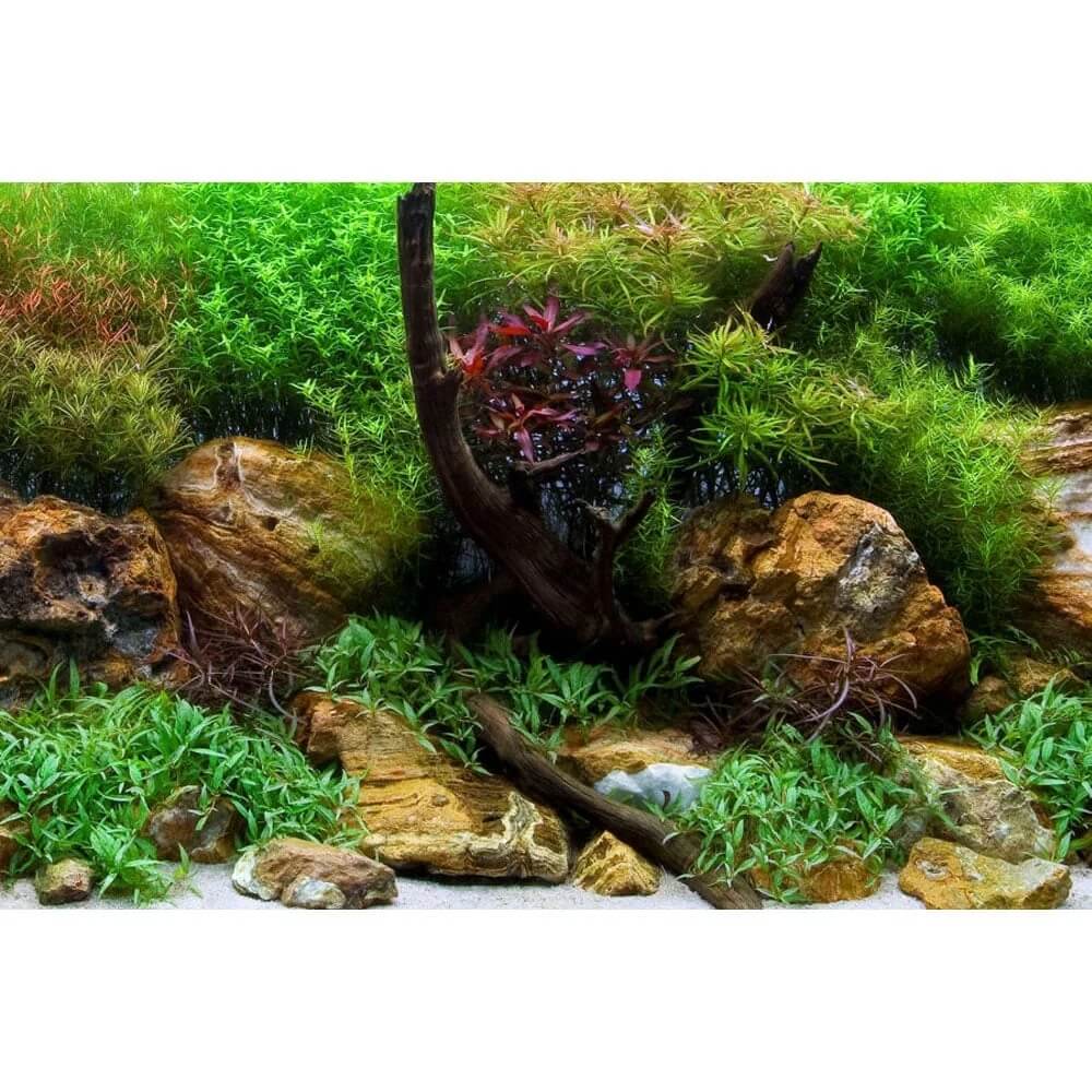 Fundal acvariu 2 fete 1mX30cm poster acvariu roci si plante 3 Fundal acvariu 2 fete cu roci albe si peisaj verde, 1mX30cm. poster acvariu cu print clar, se monteaza pe exterior si arata natural. Montaj in minute.