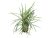 Plantă acvatică Ophiopogon japonicus