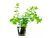 Plantă acvatică Bacopa caroliniana
