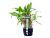 Planta acvatica Cryptocoryne beckettii