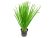 Planta acvatica Vallisneria sp.