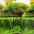 Dublu fundal acvariu natural cu plante 30X100 cm