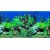 Fundal acvariu Aquatic Eden 100 X 50 cm
