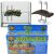 Insula broscute flotanta acvariu broaste testoase 20×9