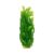 Plante acvariu de fundal Ceratophyllum 50 cm