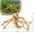 Radacini acvariu apa dulce Red Moore Wood RM14