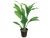 Planta de acvariu Echinodorus Bleheri