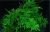 Planta acvariu Christmas Moss ( Vesicularia dubyana )