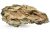 Roca acvariu Dragon Stone per bucata DS18