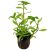 Planta de acvariu Hygrophila polysperma Rosanervig