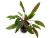 Planta acvatica Cryptocoryne wendtii