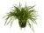 Planta acvatica Lilaeopsis brasiliensis