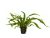 Planta acvatica Microsorium pteropus