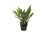 Plante acvariu Cryptocoryne undulatus kasselman