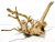 Radacini ornamentale acvariu RM18